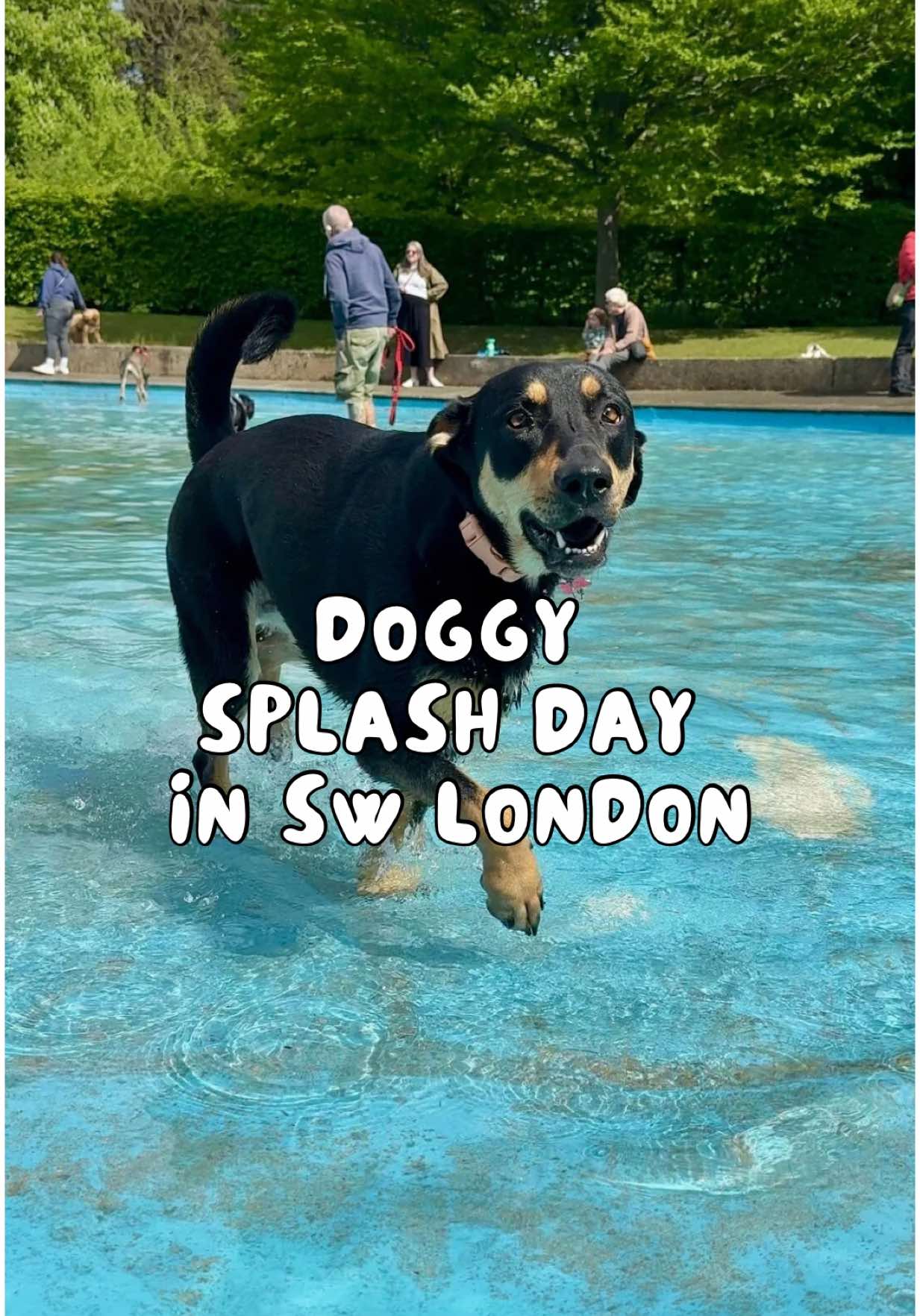 SW London’s best dog day out? Confirmed ✅ Streatham Common Paddling Pool started the summer season with a special Doggy Splash Day yesterday — and it was a BIG hit with London dogs of all sizes 🐕🤩💦 🗓️ Missed it? Don’t panic — there’ll be another Doggy Splash Day in September at the end of the season, so mark your doggy diaries! Look out for the date on our London Dog Events Calendar — your go-to guide for the best dog-friendly happenings in & around London. Find it on the link in our bio 👆🐾  📍 Streatham Common Paddling Pool 🗓️ April & September 🎟️ Donations welcomed for the upkeep of the paddling pool #doggysplash #dogfriendlylondon #streathamcommon #thingstodowithyourdog #dogsoflondon