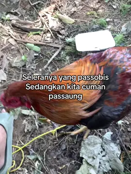 Apalahh😜 #fyp #foryoupage #passaung #bibitsendiri🐔 #masukberanda 