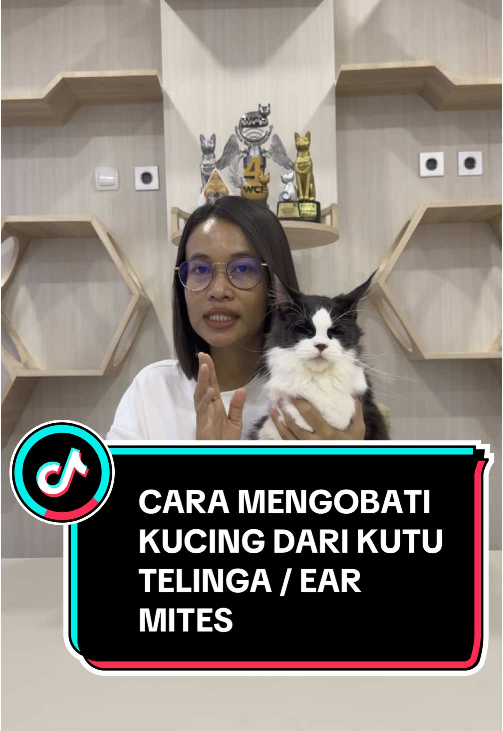 Cara mengobati kutu telinga kucing @cleversolutions indonesia #tetestelingakucing #pembersihtelingakucing #kucinglucu 