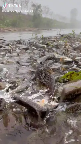 fish Raining 