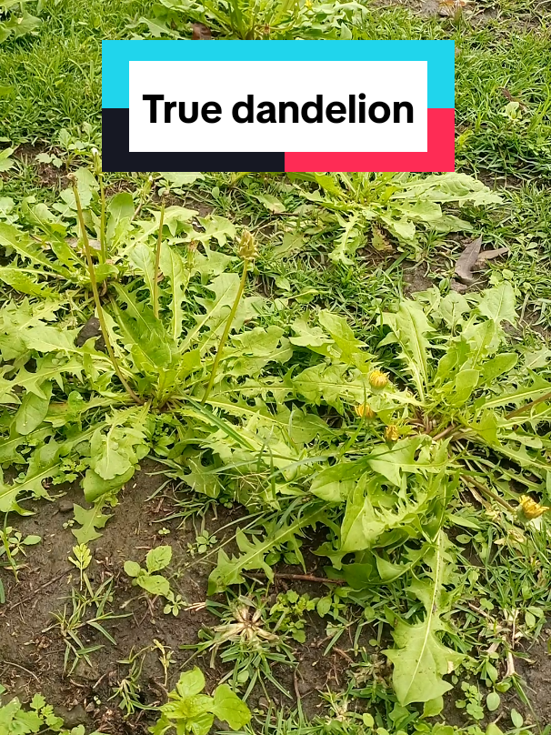 Dandelion, wild letttuses and thistles. #naturalremedies #homeremedies  #herbs  #dandelions 