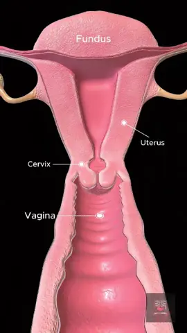 See the Wonders of the Female Reproductive System!.  Here’s a detailed 1-minute 3D animation showing the full anatomy of the female reproductive tract—uterus, ovaries, fallopian tubes, and more—all brought to life with stunning visuals! Perfect for medical students, educators, and anyone curious about human anatomy. Watch, Learn, and Share! Follow @ABCTUTORIAL for more high-quality anatomy content. #Anatomy #3DAnimation #FemaleReproductiveSystem #MedicalEducation #USMLE #AnatomyStudent #Gynecology #ABCTUTORIAL #MedTok #MedSchoolLife #LearnWithMe #medical3danimation #3DMedicalAnimation #foryoupage❤️❤️ #medicaltiktok 