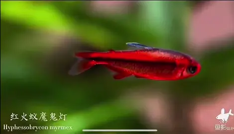 Fire Ant Tetra - Hyphessobrycon myỷmex #fish #tetra #aquarium #xuhuong #trending 