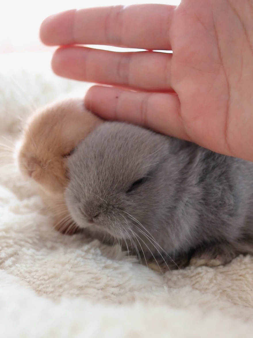 一緒にナデナデ！ルビーベビーさん✨ #うさぎ #ネザーランドドワーフ#うさぎの赤ちゃん #rabbit 