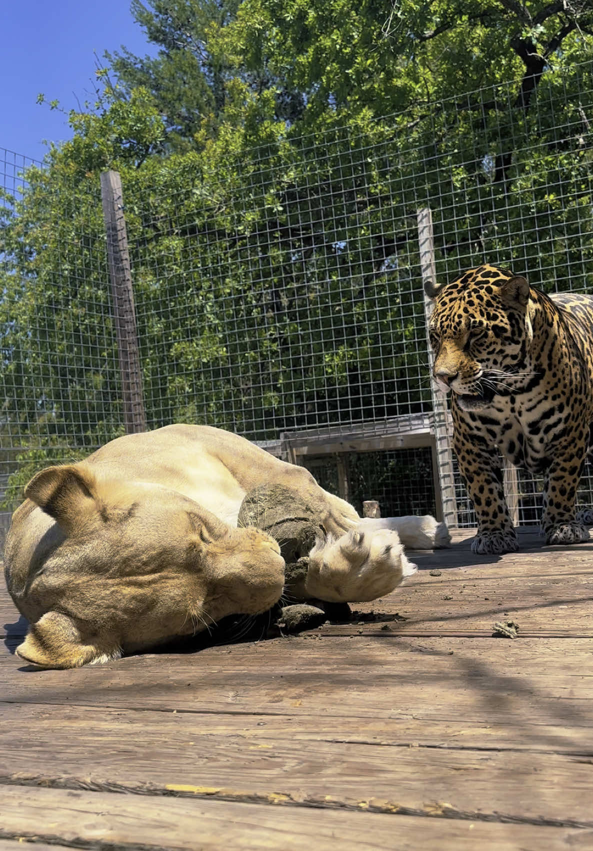 Big cat Easter egg hunt 😂 @Pawbreakers Catnip Toys 