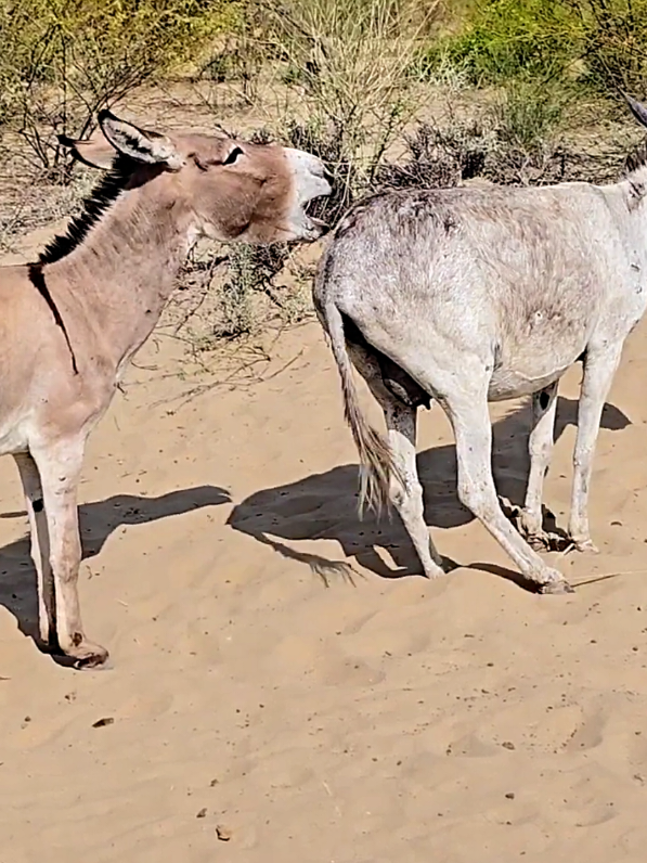 #donkey #horse #horsesoftiktok #donkeys #animals #jungle 