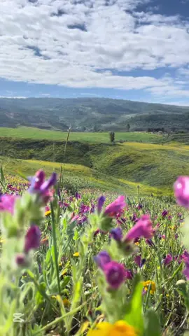 ارض الجنوب❤️💔#لبنان🇱🇧 #جنوب_لبنان🇱🇧 #viral #fypシ #explore #foryou #foryoupage #ilovetiktok #lebanon🇱🇧 #tiktok #المغرب🇲🇦تونس🇹🇳الجزائر🇩🇿 #لبنان_مصر_الخليج_سوريا #الكويت #السعودية #العراق #nature #Hiking 