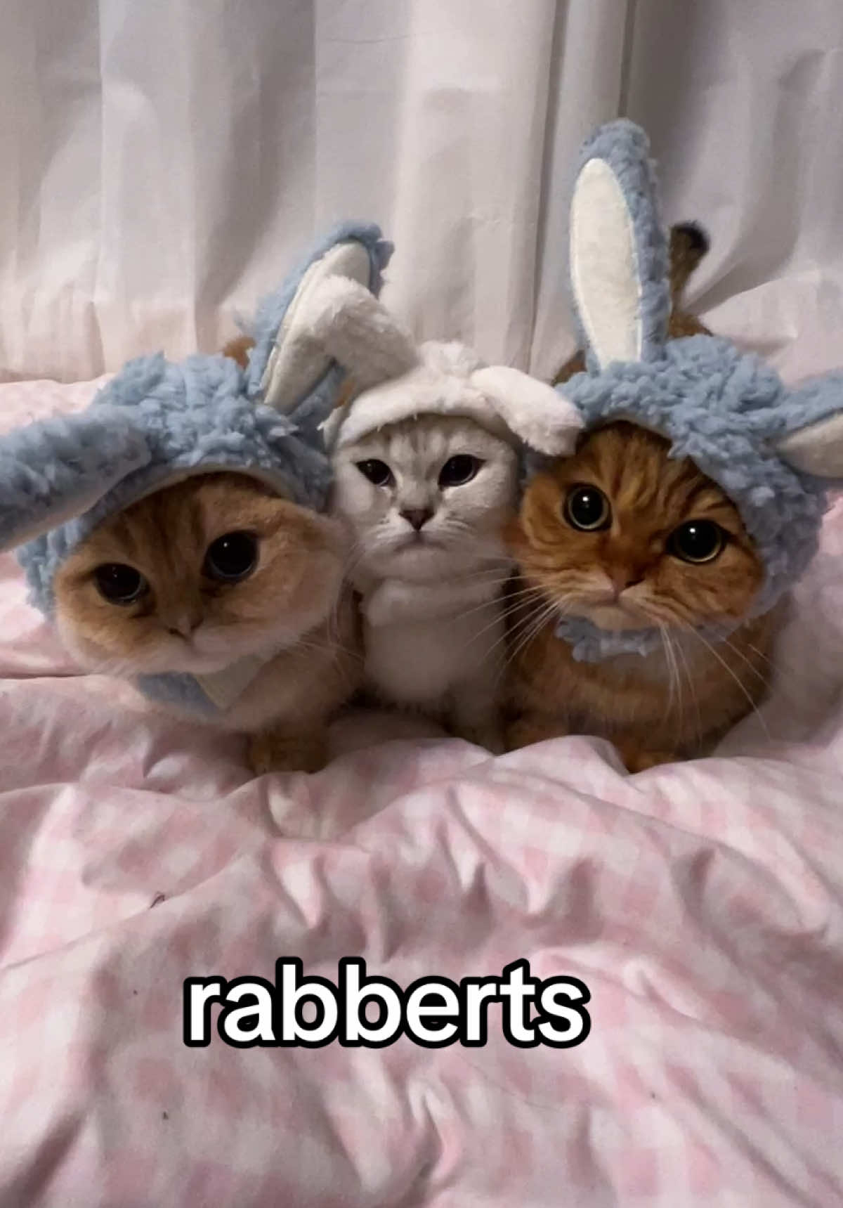 happy easter from us to youuuUuUuU #fyppppppppppppppppppppppp #kitten #catsoftiktok #easter #fypシ゚viral 