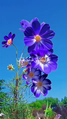 #quran #foryoupage #trendingvideo #viral #tik_tok #capcut 