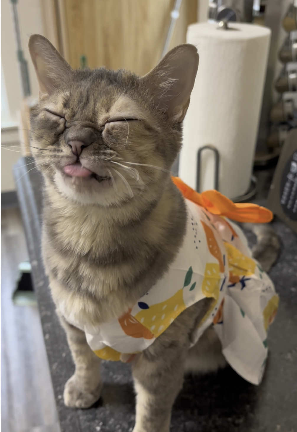 Thank you so much to everyone who sent Gumbus these adorable outfits! We are incredibly grateful! And thank you so much Sammi for making Gumbus this cute clown outfit🥰 #fyp #foryoupage #Gumbus #rescuekitten #catsoftiktok #kittensoftiktok #rescuecat 