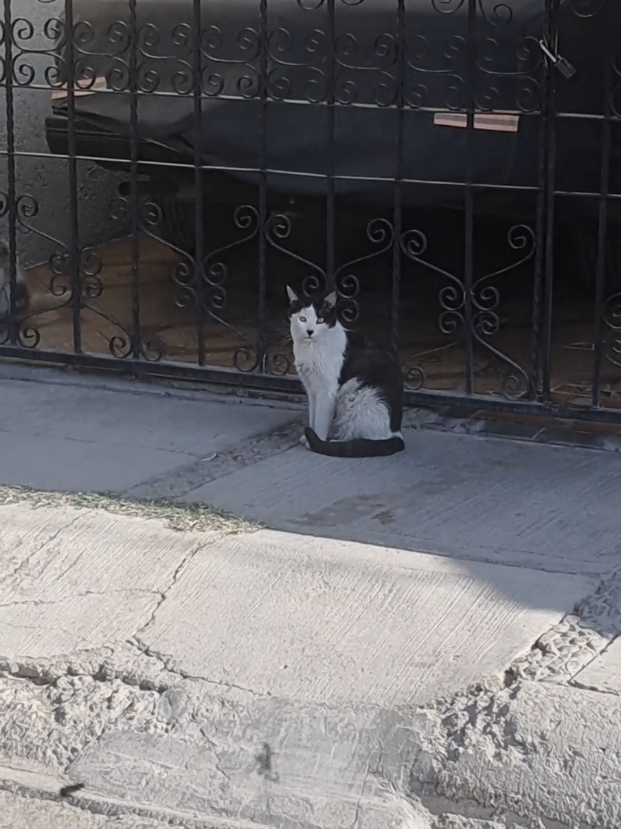 Hoy mientras corría me encontré a... #meme #cats #1945 #alemania 