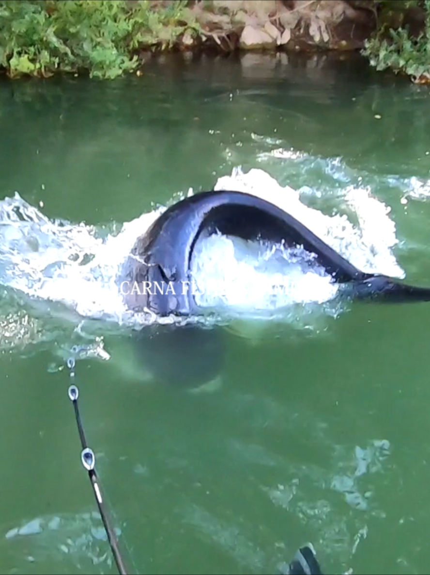 🔥Big Catfish on Topwater 😱 🔥𝗙𝗨𝗟𝗟 𝗩𝗜𝗗𝗘𝗢 𝗼𝗻 𝗬𝗧 📺 🔥𝗟𝗶𝗻𝗸 𝗶𝗻 𝗺𝘆 𝗕𝗶𝗼 !!! 🎣🐟 #foryou #pourtoi #silure #fyp #fypシ #fishing #viral #angling #whopperplopper #pêche #bigfish #monsterfish #catfish #pêche #fishinglife #pesca #mancing #ตกปลา #сом #siluro #釣り #Outdoors #fish #america #pescaria 