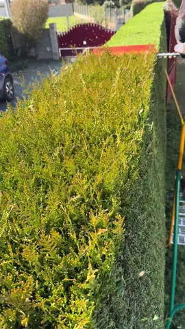 #satisfyingvideos #stihl #pourtoii 