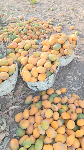 مدني /خنتوب/مزرعه برعي عبدالعزيز 