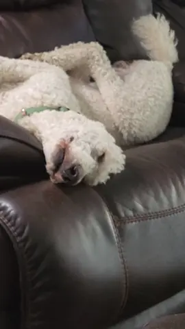 #joke #dummy #poodlesoftiktok #louie #poodle #fyp #s #humor #dummy #lazy 