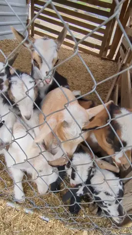 Easter Morning Breakfast For The Babies! #babygoat #farmlife 