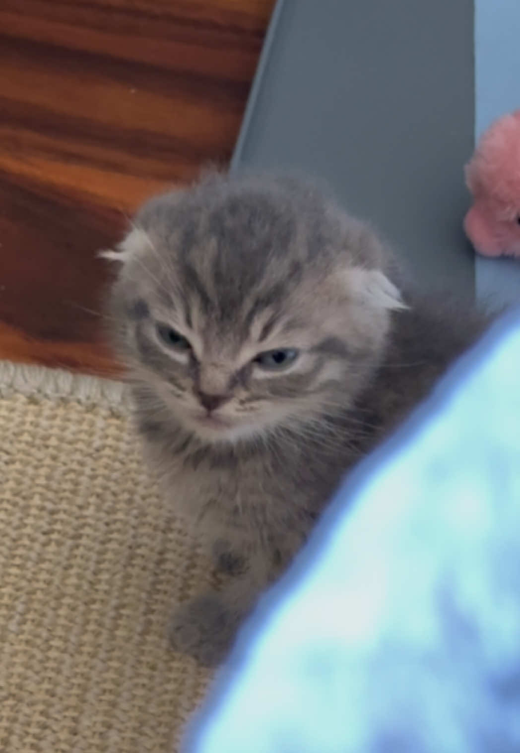 #chowder #catsoftiktok #kittensoftiktok #scottishfold #americanshorthair #catmeme #catmemes #babykitten #firsttimemom #firsttimepetowner #firsttimecatowner #catmom #fyp #eow #baby #kitten #spongebob #eepy #eepycat 