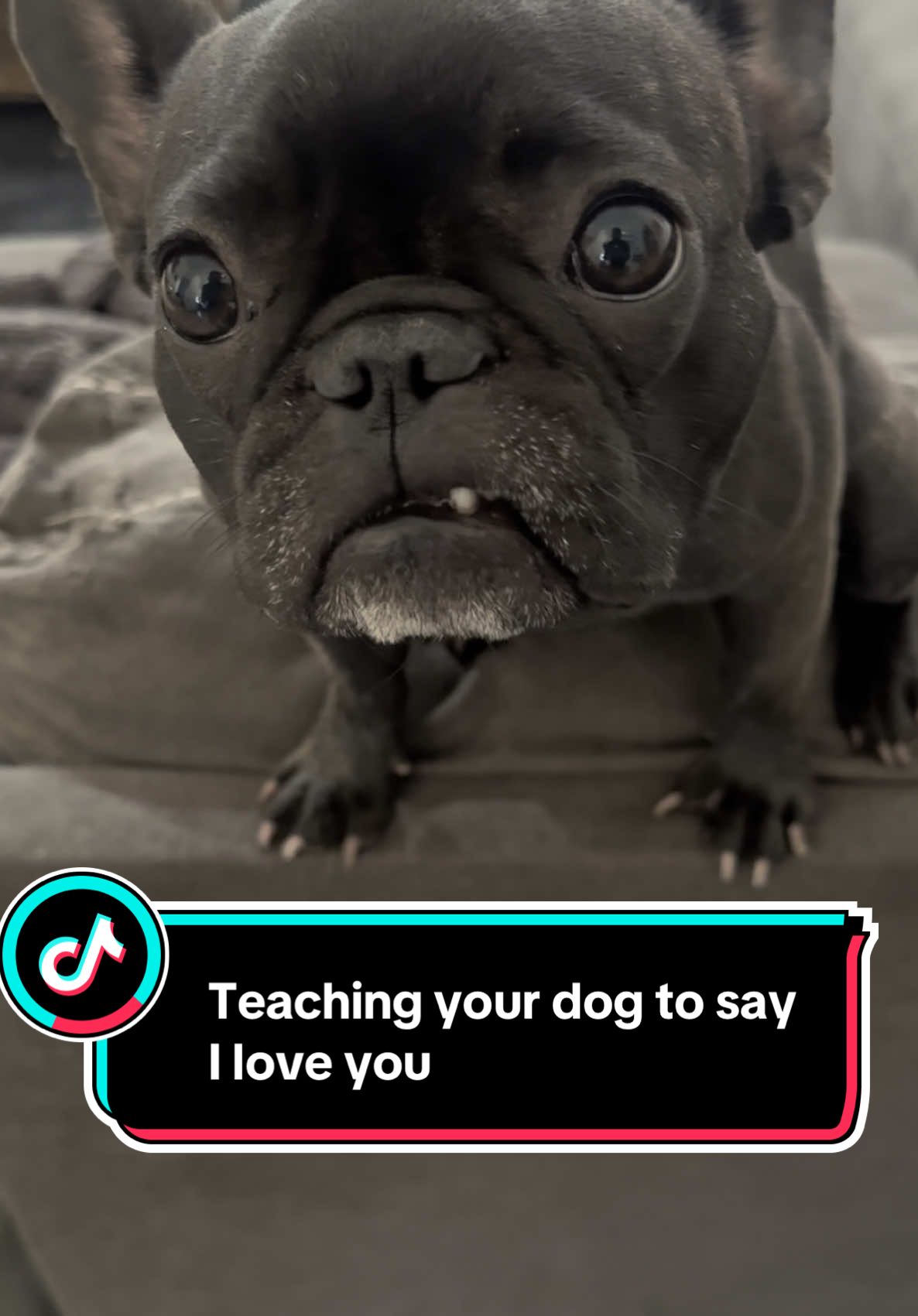 How to Teach your Dog to Say I love you. We do this a few times a week with some treats. #teachyourdogtotalk #minniecantalk #minniesaysiloveyou #talkingdog #talkingdogsoftiktok @Ceasarmillan  