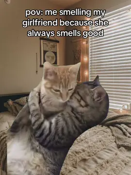 True #real #cats #cat #catsoftiktok #kitten #gf #bf #girlfriend #ilovemygf #ilovemybf #cute #Relationship #relationshipgoals #couple #fyp 