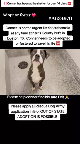 📣📣 URGENT 📣📣 Conner is on the urgent list for euthanasia ☠️ at any time 🕐 at harris County Pet's in Houston TX. Conner needs to be adopted or fostered to save his life 📣 🆘️ 🆘️🆘️🆘️🆘️🆘️🆘️📣 Please consider fostering if you are unable to adopt it would save Conners life 🙏💙🙏❤️🙏 Name . Conner  ID #A634970  Co kenneled  Dog friendly  If you can foster or adopt please apply @Rescue Dog Army  application in Bio ASAP.  OUT OF STATE ADOPTION IS POSSIBLE.  Please help Conner find his safe Exit out of the shelter and in to a forever loving home ❤️ 💙 🏡  Please message me if you have any questions.  Address  Harris County Pet's shelter.  612 Canino Rd in Houston TX.  #adopt #rescue #foster #resuedogarmy #savealife #harriscountypets #euthlist #FYP #urgentshelterdogs #dogsoftiktok #doggo #fosteringsaveslives #houston #texas #help #urgent #hero 