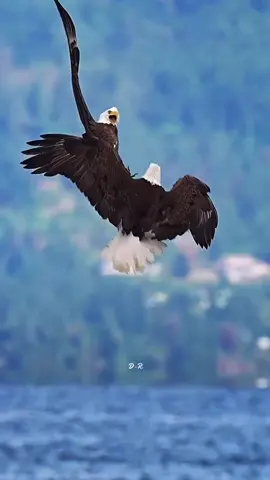 Beautiful pictures of some dancing eagles #eagles #bird #dancer #nature #loveyou #fyp 