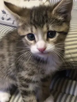 This one’s for all my fellow cat moms… because let’s be real, it’s a full-time job and an emotional rollercoaster we wouldn’t trade for anything. 😻💅 We’ve got fur on everything, we talk to our cats like they’re tiny humans, and yes—we absolutely cancel plans to stay home and cuddle them. No shame.