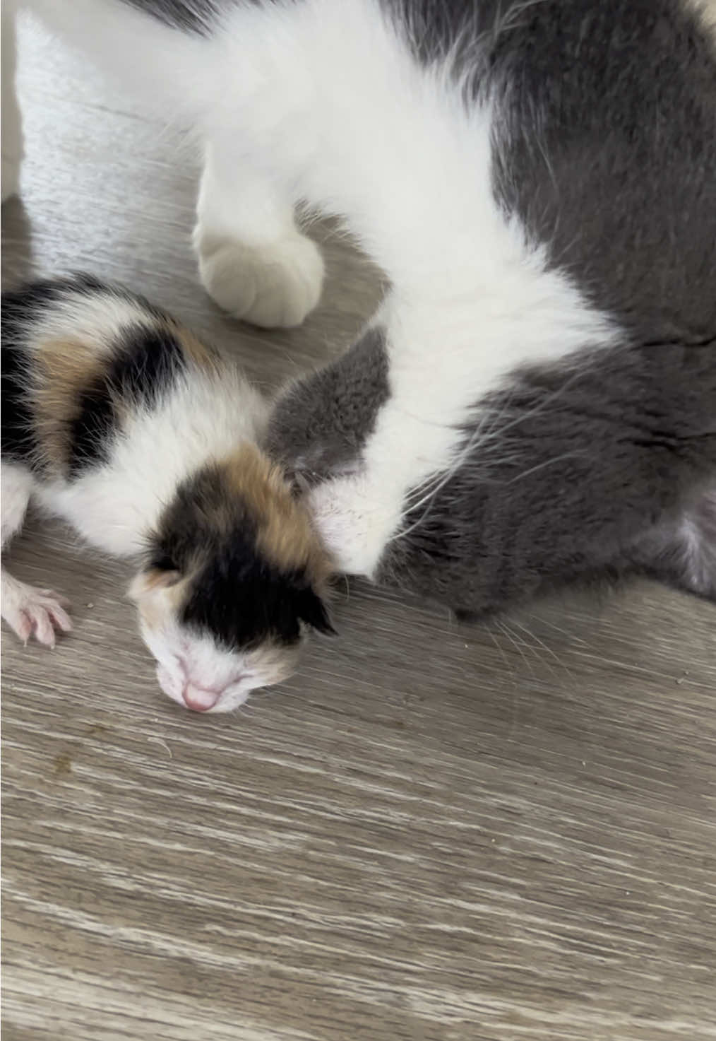 Moggy is undoubtedly one of the best cats and mom’s I’ve ever had. #kitten #kittensoftiktok #catsoftiktok #cat #fosteringsaveslives #catrescue #kittens #cats #Love #cute #cattok #catmom #catlife #meow 