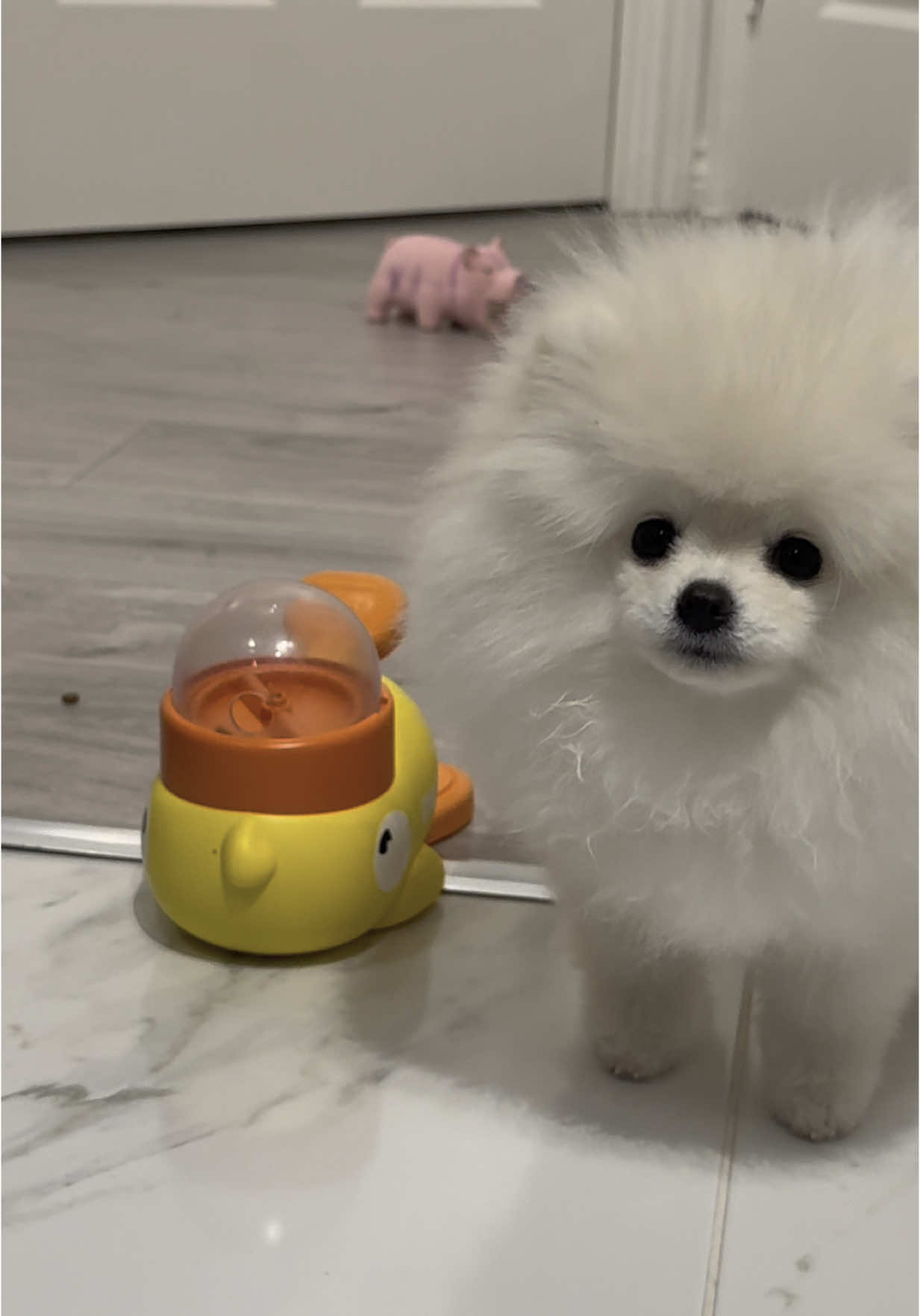 She’s so funny and she’s learning fast how to use it 😂😂😂 #ducktoy #ducktoydog #pomeranian #dogsoftiktok #luludapomerania #pomeranianpuppy #purebreeddogs #petmom #cachorros #cachorrosdotiktok #dogtrend #maedepet 