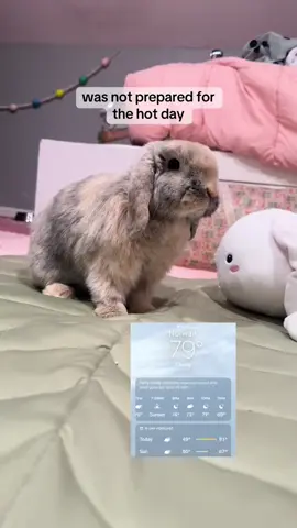 i don’t want summer  #zonlicoolingmat #coolingpad #zonlidogcoolingmat #guineapig #fyp #pigletpatrol #guineapigs #guineapigmom #bunniesoftiktok #bunny 