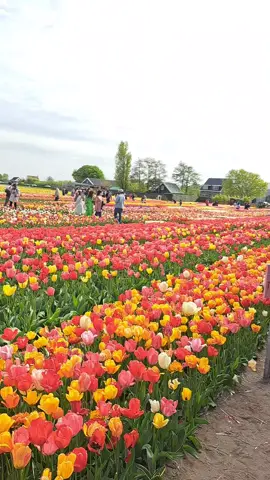 🌷🌷🌷💐💐💐