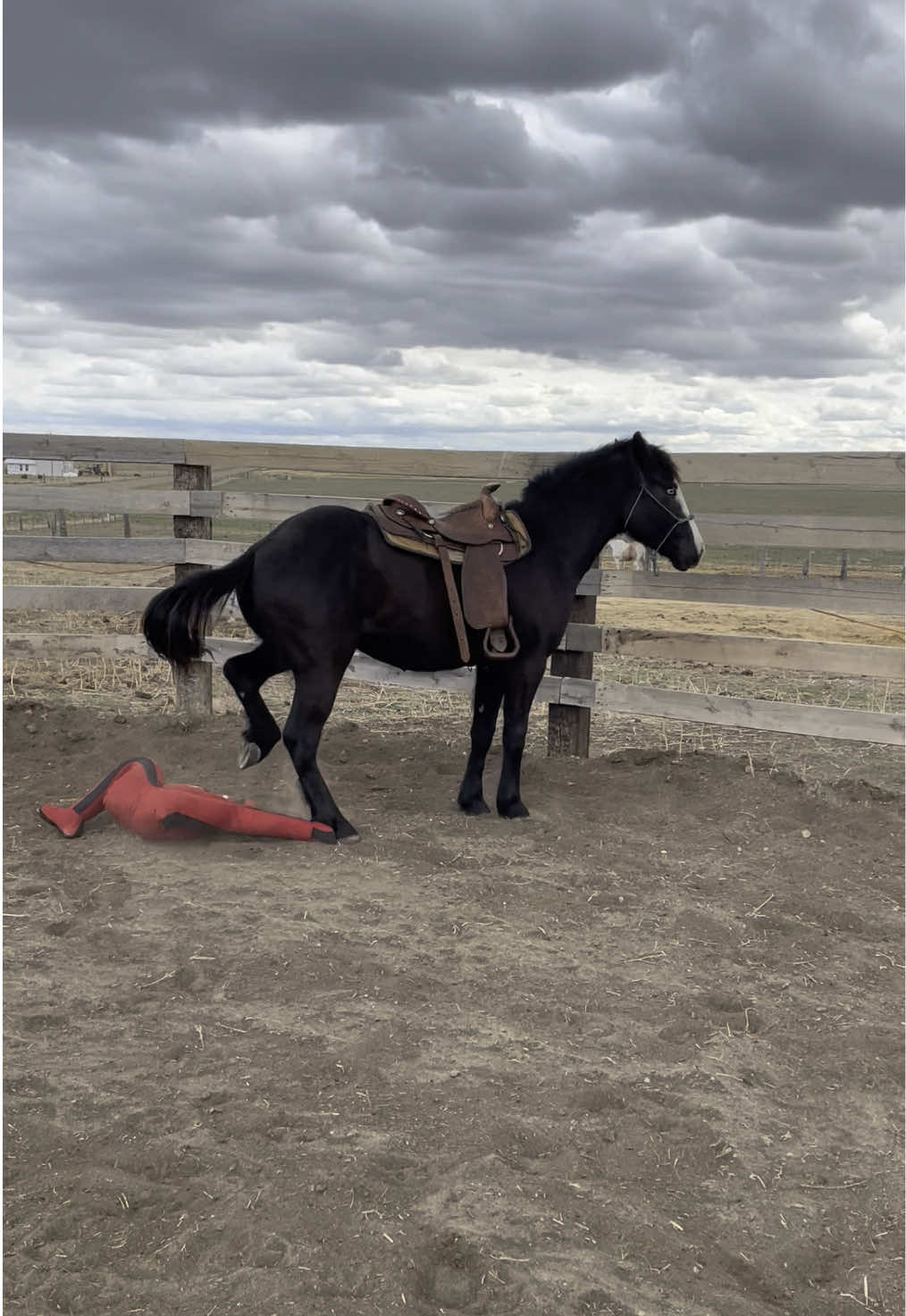 Cash has made his feelings of my new training, assistant very clear 😂 #montana #coltstarting #horsesoftiktok #horsetraining #foryoupage #familyranch #horsegirl 