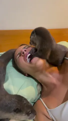 this is how he says ‘i care Video by: @splashtheotter Follow for more @gerbilhumans  #ottertok #petotter #wakuwaku #cutepets #funnyanimals #fyp #otterlove #animalsoftiktok #wholesomecontent #facecheck #ottermoments #viralvideo #dailycute #petlife 