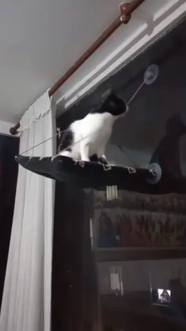 When a cat accidentally falls off 😂🤣 #cat #catsoftiktok #funnyvideos #pet #fyp #funnycat #foryou 