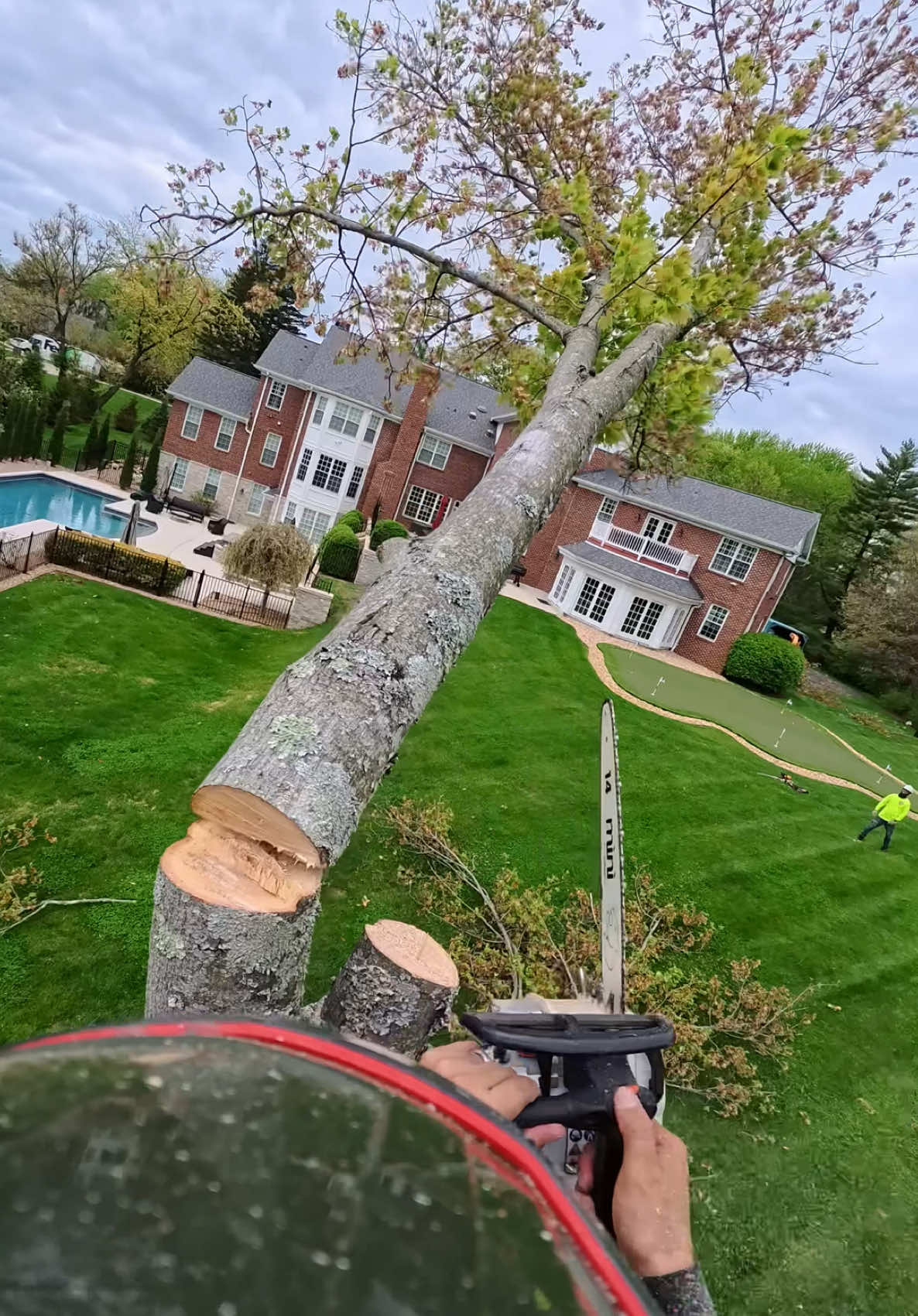 #treework #arbortec 🌲🌳🤙🏼