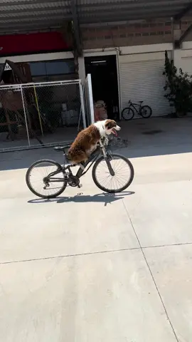 Otra veeees!! Jaja    Ningún perrito salió dañado en este video 😂😂 #paratiiiiiiiiiiiiiiiiiiiiiiiiiiiiiii #bordercollie #paratiiiiiiiiiiiiiiiiiiiiiiiiiiiiiii 