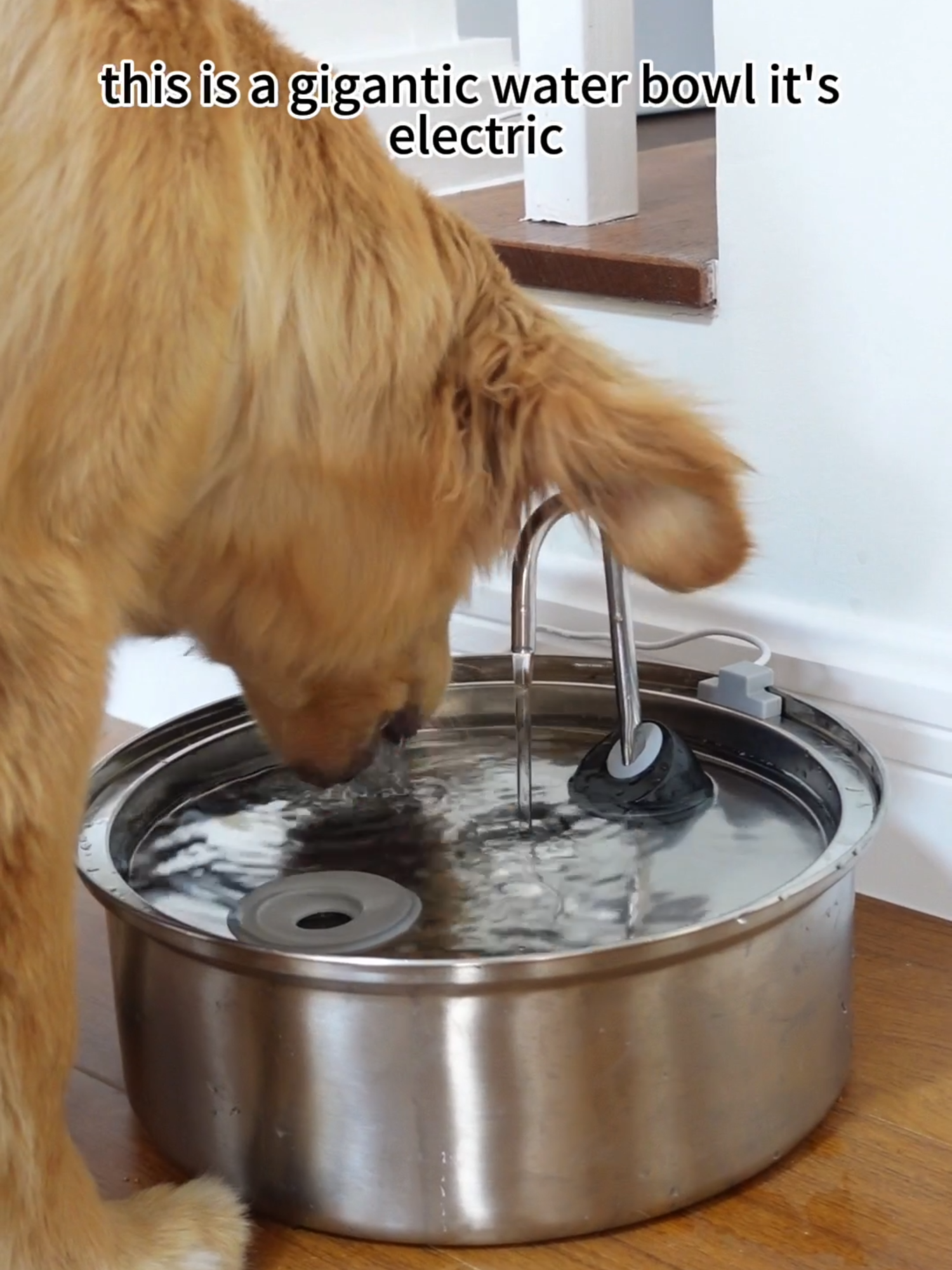 Having a large-capacity smart water dispenser with a faucet design for your dog is a game-changer for lazy owners.#dog