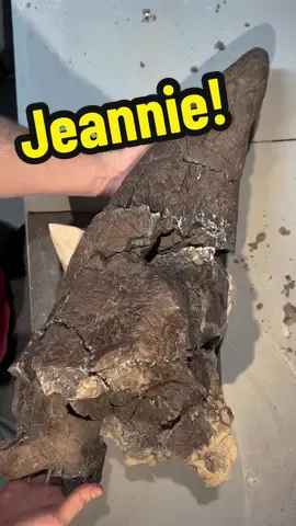 More preparation of my triceratops skull Jeannie! This is this right brow horn and brain complex of the skull. With larger jackets like this, a “flip jacket” must be constructed in order to prepare and secure the other side of the speicmen. 