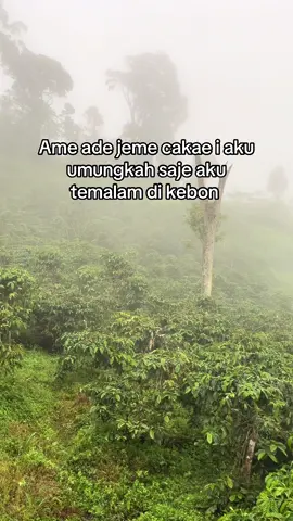 dd kah balek” kah di kebon nila🤣 #jemekitegale #jarai #diyonronalsetiawan #petanikopi #temalamkebun 