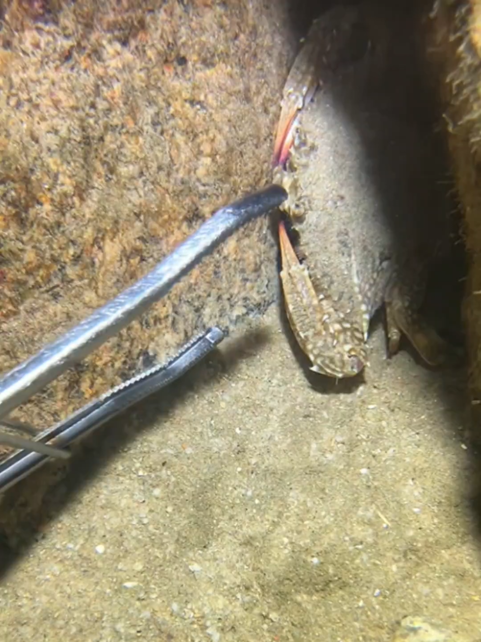 #diving #crab #catchthesea #seaside #seafood #fish #eel #lobster #seangsolofishing