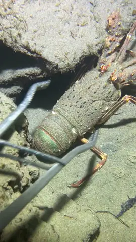 #diving #crab #catchthesea #seaside #seafood #fish #eel #lobster #seangsolofishing