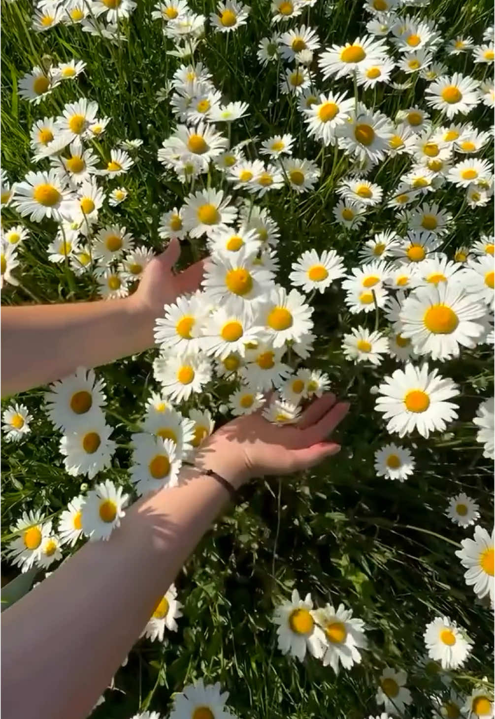 Papatya Sever Hanımlar Burdamı ☺️🌼🌼 . . . #tiktok #keşfet #beniöneçıkart 