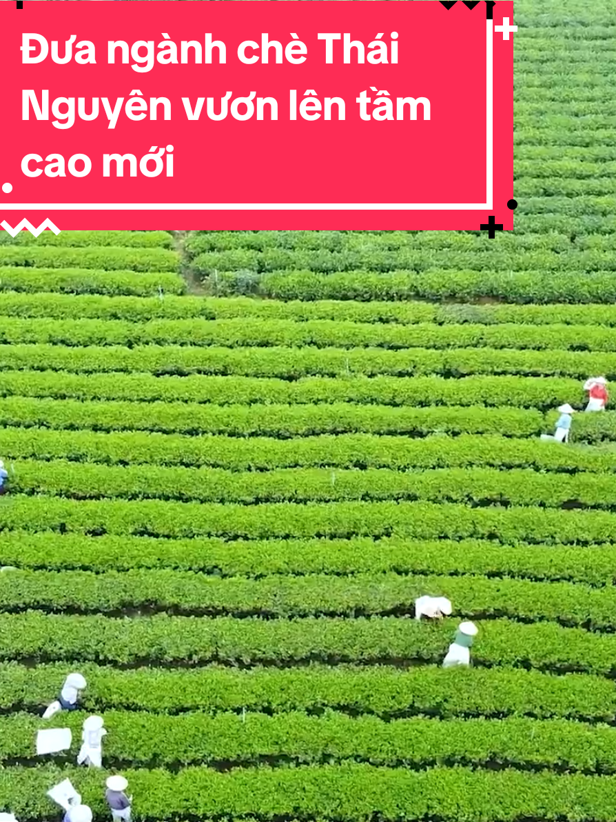 #tháinguyentngop #NghịQuyếtNgànhChè #PhátTriểnChèTháiNguyên #CâyChèKinhTếXanh  #DuLịchSinhTháiChè #xuhuong 