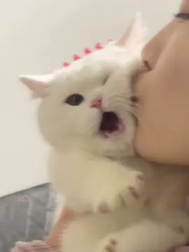hantai主人 ：我可以亲一下你的屁股吗 🐈 小猫咪 ：hentaaaii..!!!