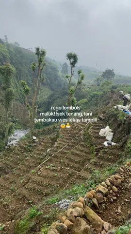#tanimilenial #petanimuda #petani #tembakau #petanicabe #petanimudaindonesia🇮🇩 #temanggung 