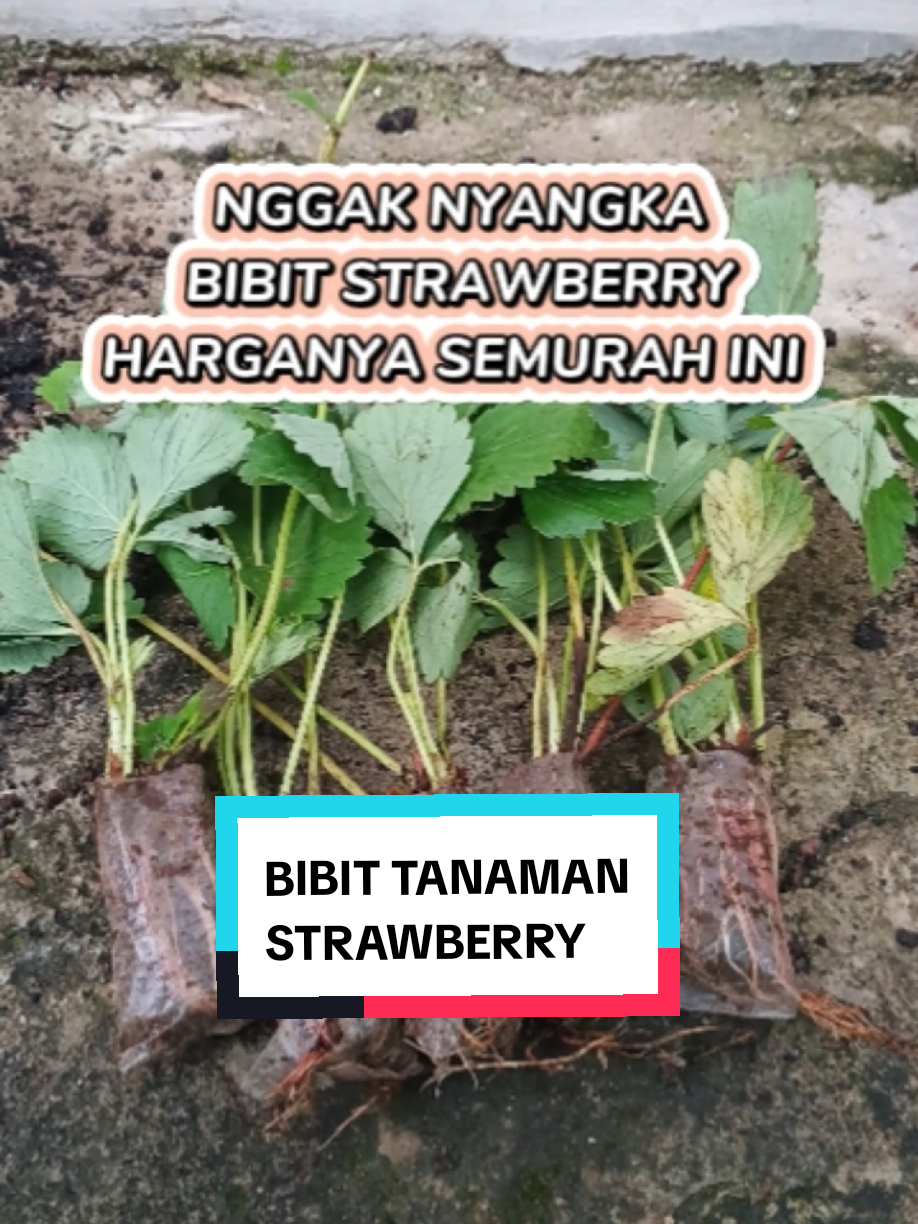#strawberries #bibit #bibitbuah #bibittanaman #bibitstrawberry #cuantanpabatas #fyp #affiliate 