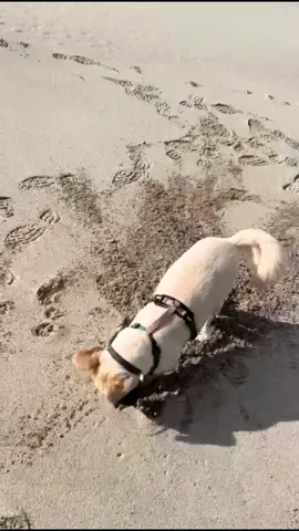 A few of you have asked how we keep Buzz so fresh when we are out exploring and we are gate keeping no more! Highly recommend the Herbal Dog Co. Dry shampoos - he smells amazing all the time thanks to them. So easy to use and saves the hassle of having to do a full bath (which Buzz hates) every time  #sunny #beach #beachvibes #beachday #beachlife #digging #dog #dogsoftiktok #dogs #hole #sand #sea #sun #messy #dryshampoo #doghacks #babypowder #easypeasy #seaside #Scotland #vanlifetravel #camping #campinglife #fun #beautifulview #nature #relax 
