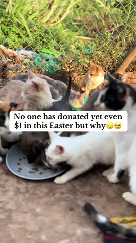 No one has donated yet even $1 in this Easter but why🥲🥹@rubyramosnavarro @RockyTheDog #help #fyp #catsoftiktok #tiktokviral #kittensoftiktok #cats #animal #catrescue #view #canada_life🇨🇦 #animalsoftiktok #shelter #viral_video #views #rescuekittens #kitten #PetsOfTikTok #pets 