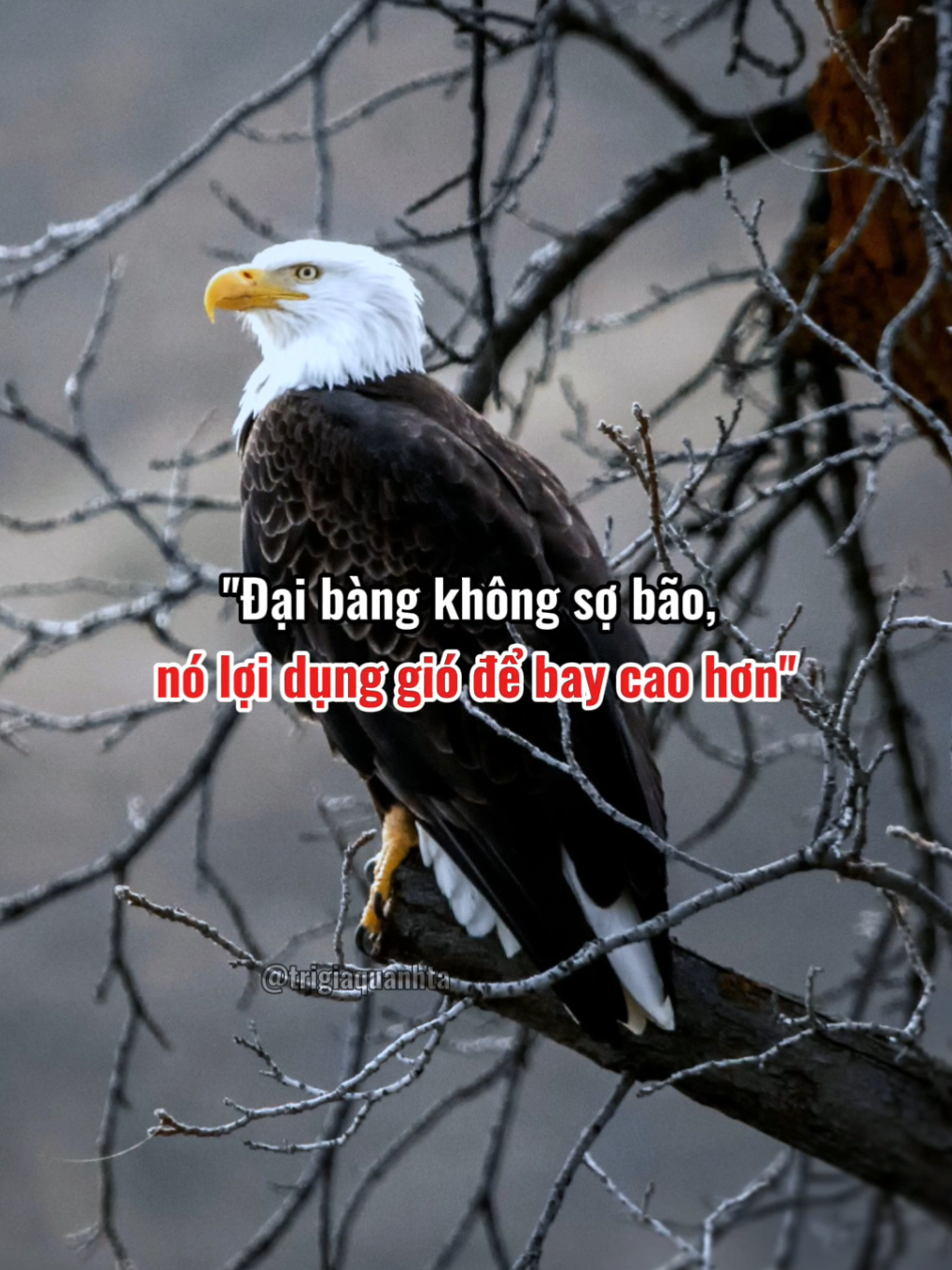 Đại bàng không sợ bão, nó lợi dụng gió để bay cao hơn.. #phattrienbanthan #trigiaquanhta #trietlyconhan #fyp 