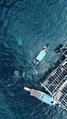 whale sharks, Kwatisore Nabire Provinsi Papua tengah #whalesharks #whalesharksumbawa  #nabire #explorepapuatengah  #papuapride  #papuapride 