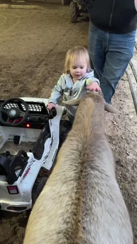 Funny sheep 🐑 #funny #cute #funnyvideos #happy #animals 
